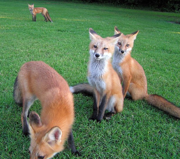 Foxfiny.com – Complete Guide, Features, Benefits, and How It Works